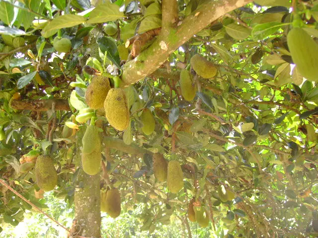 Zona natural